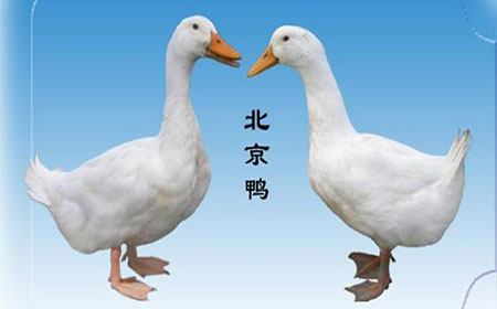 全国三大名鸭是什么？