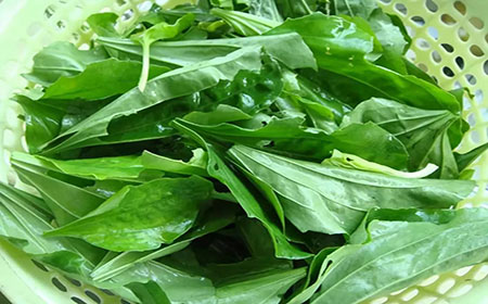 吃车前草拌鸭肠,提高新陈代谢