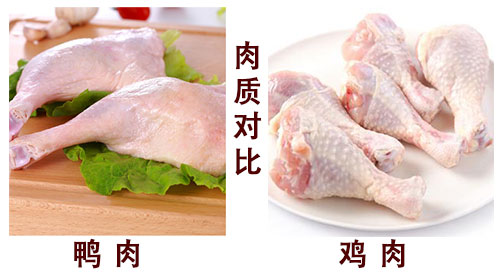 鸡肉与鸭肉有哪些区别？